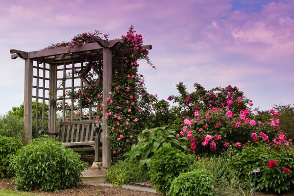 Trellis Service